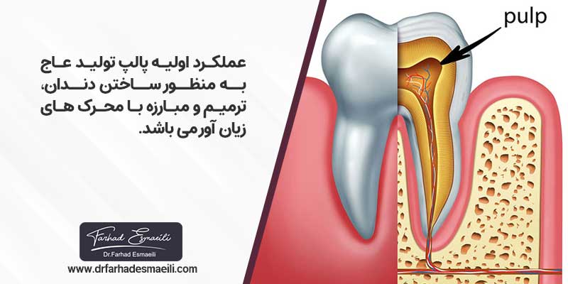 عملکرد اولیه پالپ تولید عاج به منظور ساختن دندان ، ترمیم و مبارزه با محرک های زیان آور می باشد.